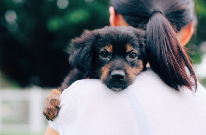 幼犬訓練 幼犬訓練