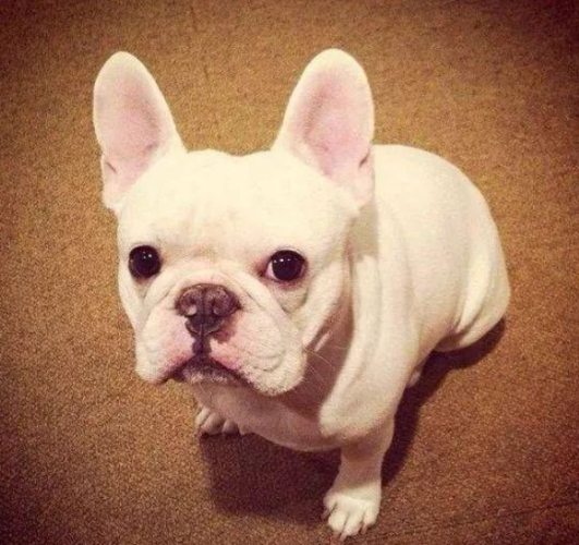 法国斗牛犬饲养 法国斗牛犬饲养