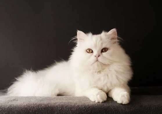 波斯貓飼養方法 波斯貓飼養方法