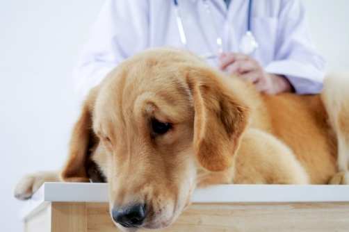 寵物胰臟炎 寵物胰臟炎