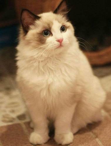 布偶貓價格因素 布偶貓價格因素