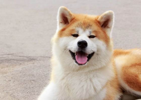 秋田犬訓練 秋田犬訓練