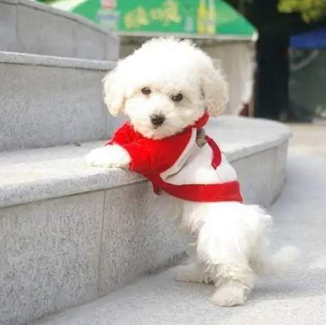 比熊犬飼養困難 比熊犬飼養困難