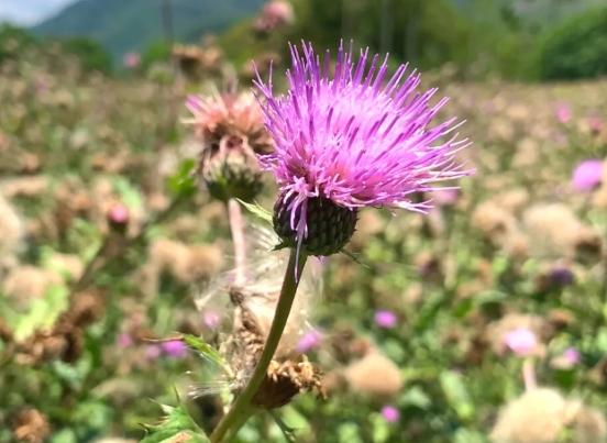 雞角刺成分 雞角刺成分