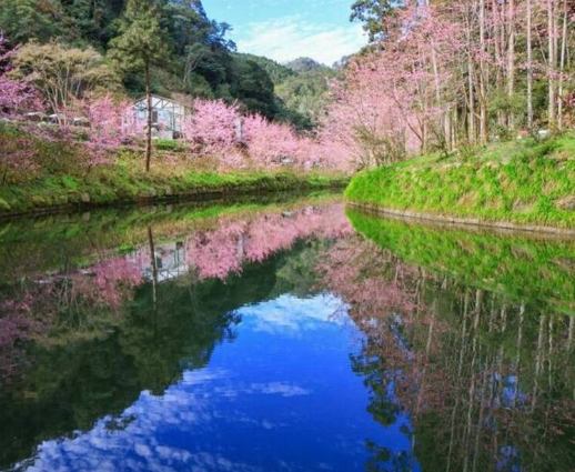 杉林溪櫻花季 杉林溪櫻花季