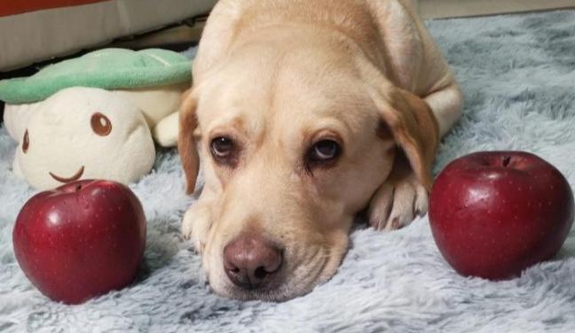 狗狗可以吃芋頭 狗狗可以吃芋頭