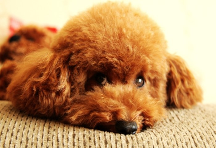 寵物安寧照護 寵物安寧照護