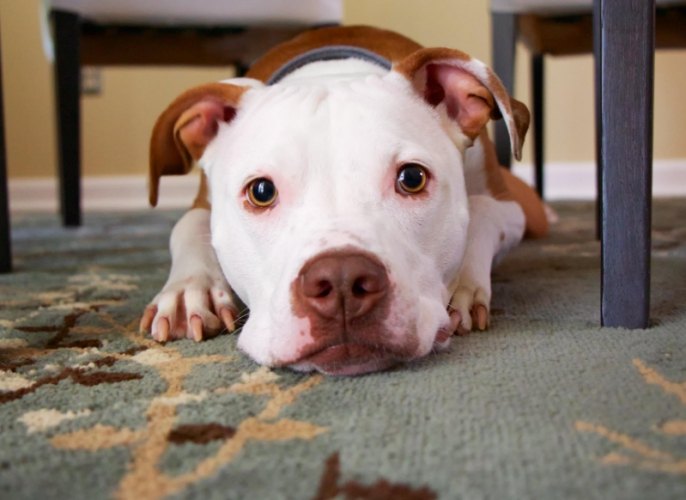 寵物吃飯禁忌 寵物吃飯禁忌