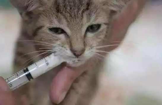 貓瘟危險期照顧 貓瘟危險期照顧