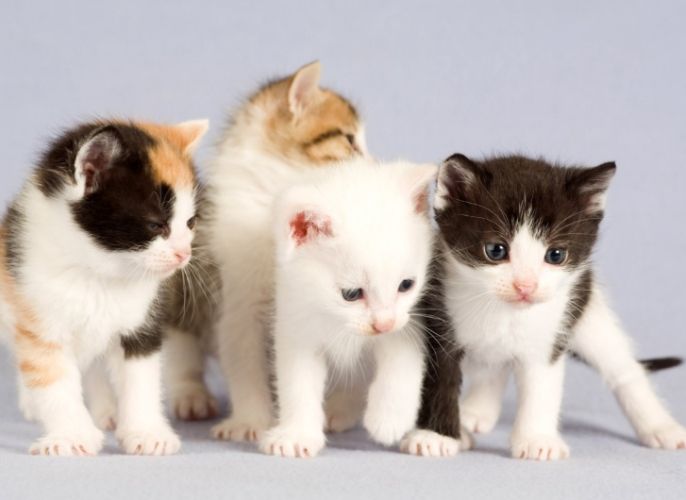 貓吐了精神很好 貓吐了精神很好