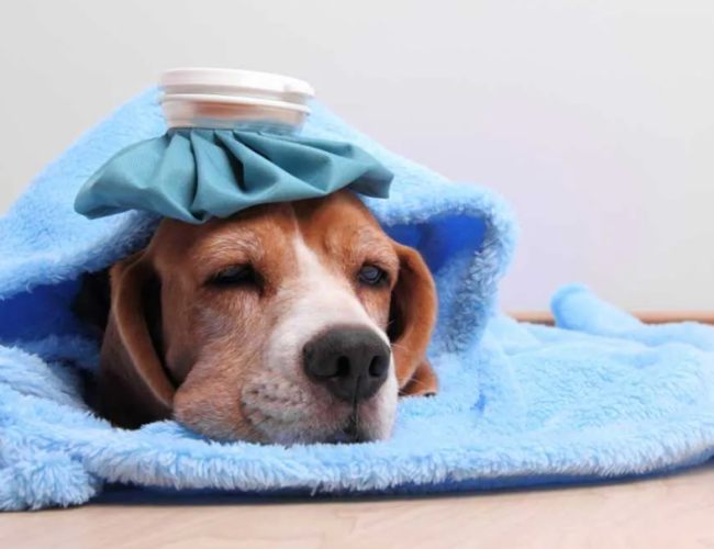 狗狗發燒症狀 狗狗發燒症狀