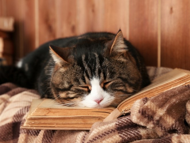 貓咪疾病症狀 貓咪疾病症狀