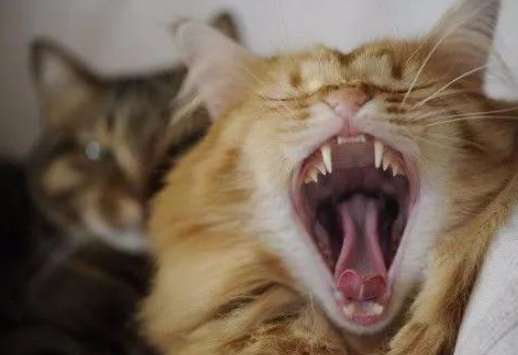 貓流口水 貓流口水