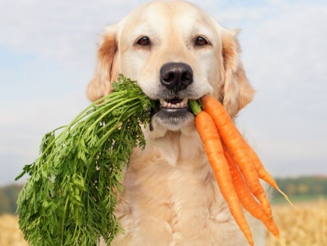 狗狗飲食安全 狗狗飲食安全