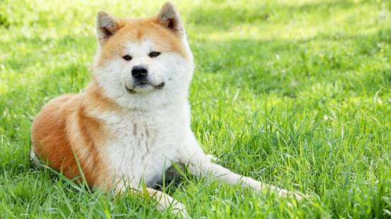 秋田犬柴犬比較 秋田犬柴犬比較