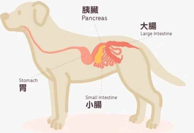 狗胰臟炎治療多久 狗胰臟炎治療多久