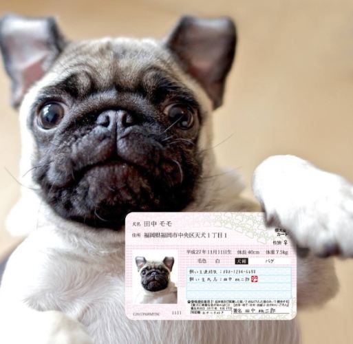 辦理寵物登記證所需文件