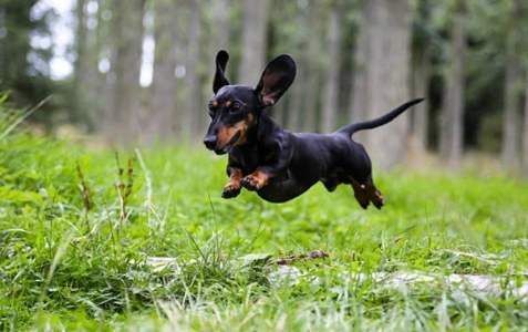 臘腸狗健康 臘腸狗健康