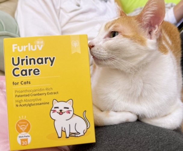 貓咪保健品食用時機