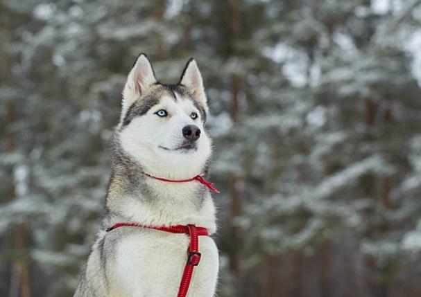 哈士奇优缺点 哈士奇优缺点