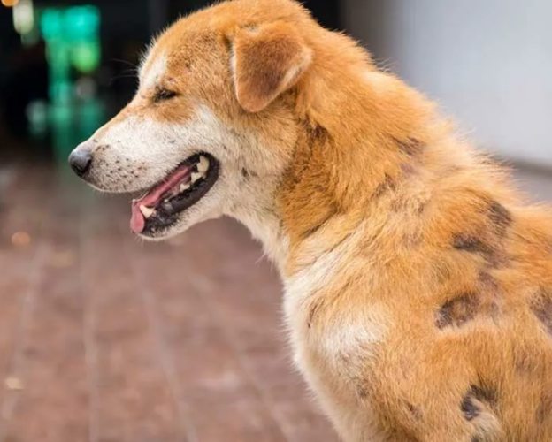 低過敏狗狗飼料