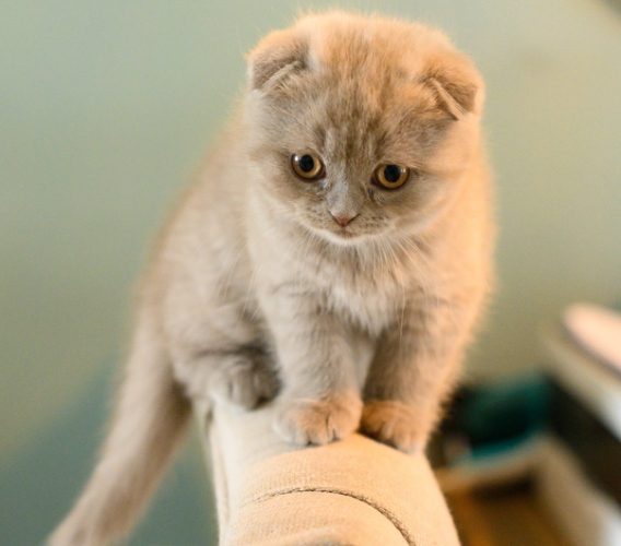 幼貓健康問題 幼貓健康問題