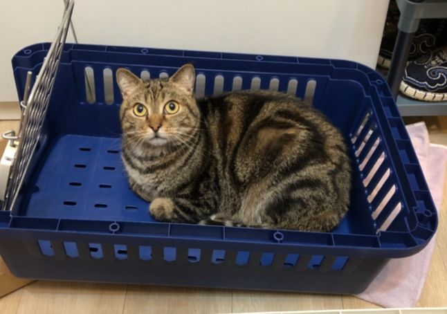 帶流浪貓看醫生費用