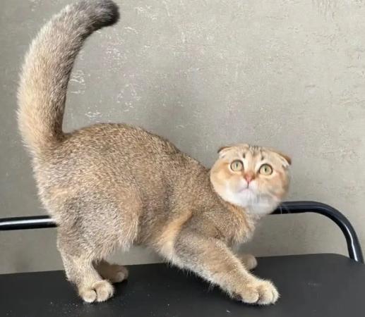 貓尾巴情緒 貓尾巴情緒