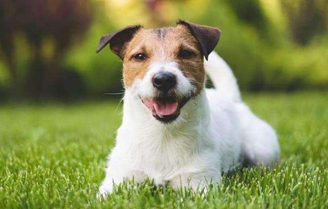 傑克羅素犬平均壽命 傑克羅素犬平均壽命