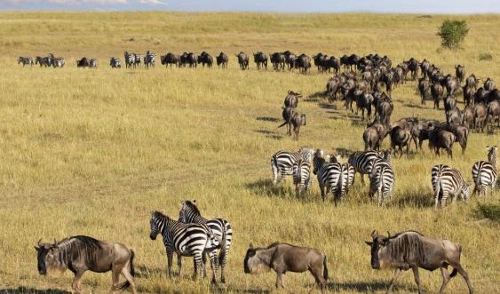 非洲動物遷徙旅行 非洲動物遷徙旅行