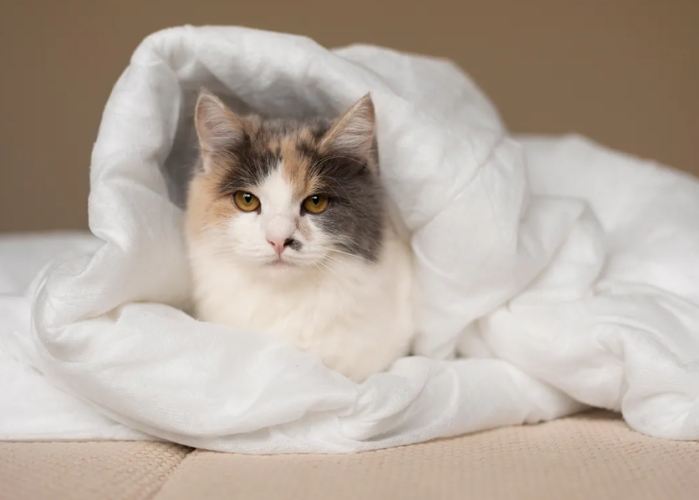 貓皰疹疫苗副作用 貓皰疹疫苗副作用