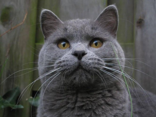 俄羅斯藍貓行為 俄羅斯藍貓行為