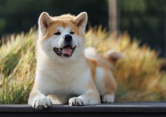 秋田犬飼養 秋田犬飼養