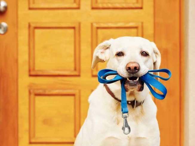 領養狗流程 領養狗流程