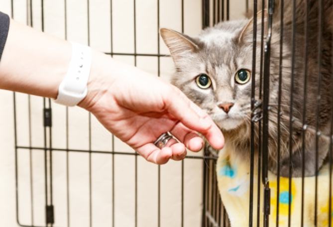 貓咪領養要錢嗎 貓咪領養要錢嗎