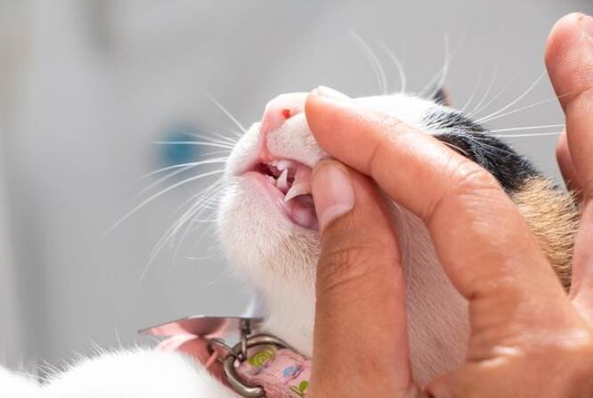 貓牙結石治療 貓牙結石治療