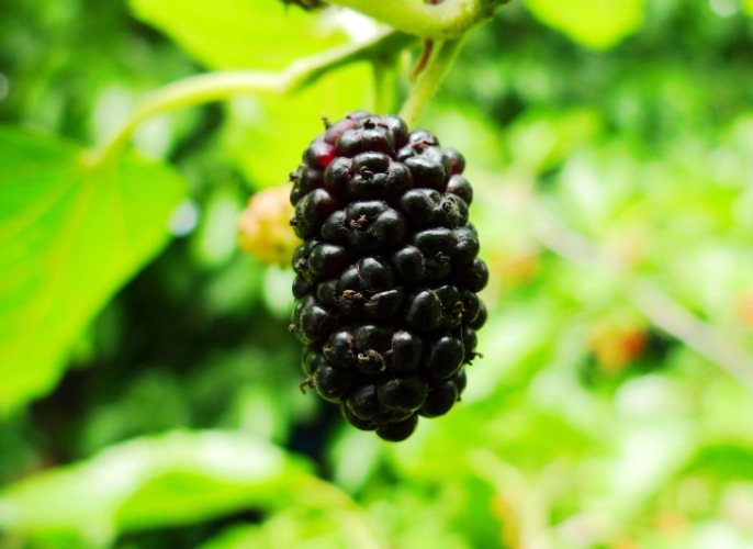 桑葚食物相克 桑葚食物相克