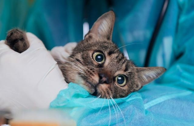 貓皰疹症狀 貓皰疹症狀