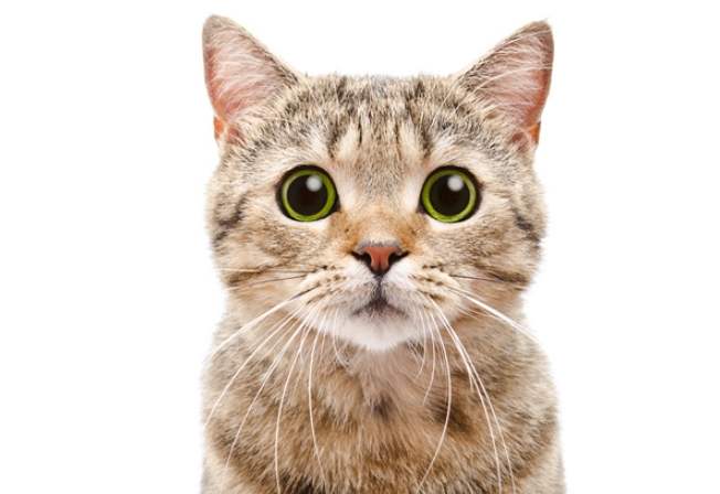 貓咪飼養手冊 貓咪飼養手冊