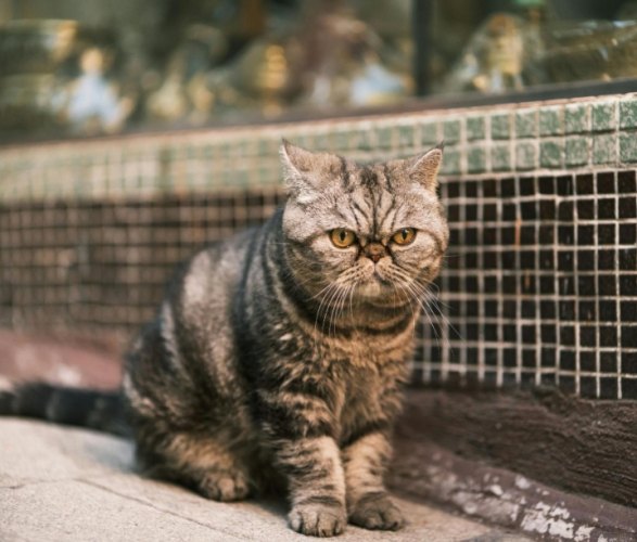 加菲貓性格 加菲貓性格