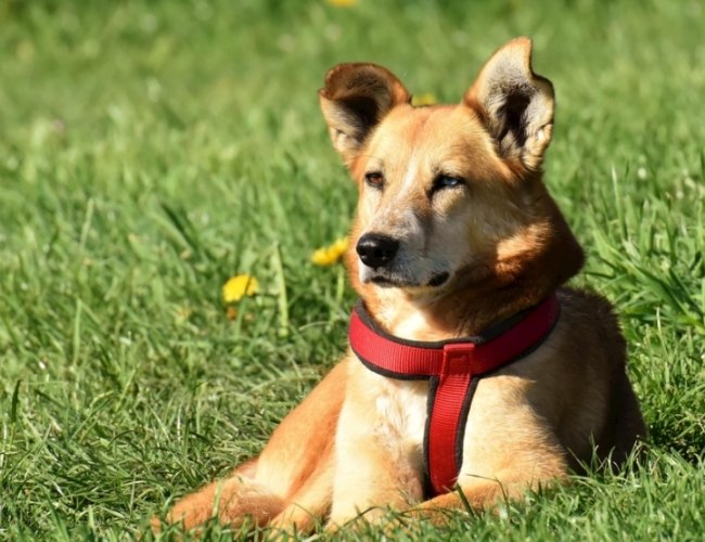 養狗新手 養狗新手