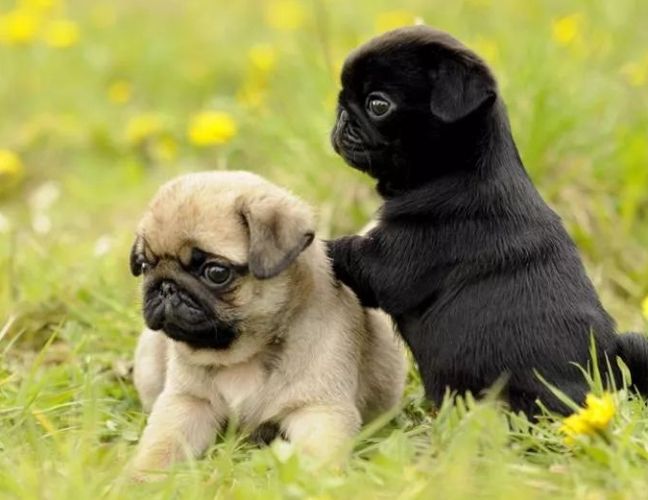 巴哥犬照顧指南