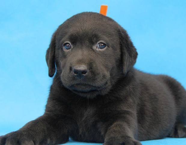 黑色拉布拉多照顧