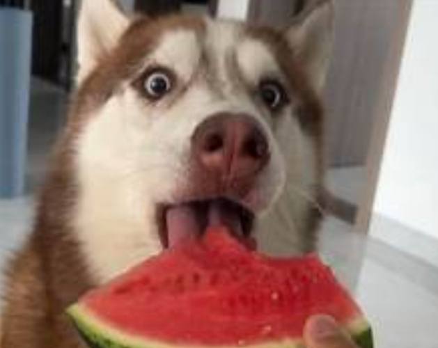 狗狗可以吃西瓜籽嗎 狗狗可以吃西瓜籽嗎