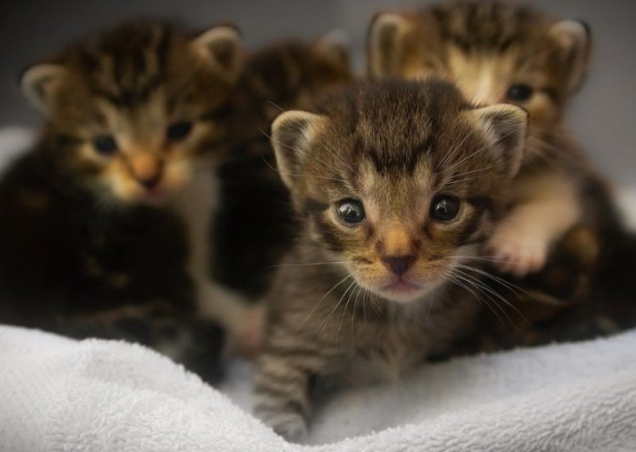 幼貓健康問題 幼貓健康問題
