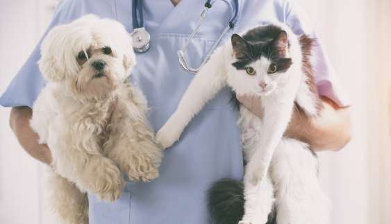 寵物離世療癒 寵物離世療癒