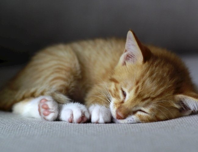貓咪睡覺行為 貓咪睡覺行為