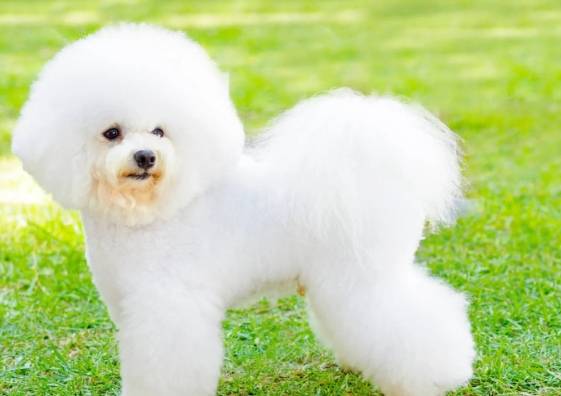 比熊犬特性 比熊犬特性