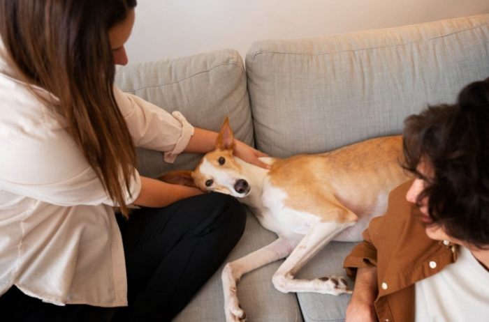 寵物安寧照護 寵物安寧照護