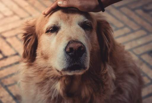 狗狗棄養替代方案 狗狗棄養替代方案